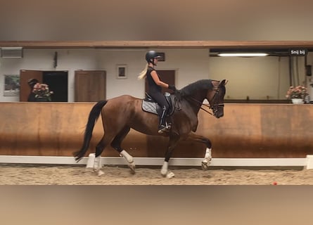 KWPN, Wallach, 7 Jahre, 170 cm, Brauner