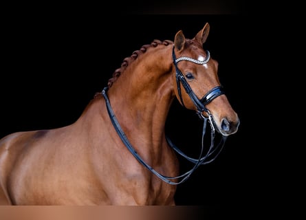 KWPN, Wallach, 7 Jahre, 170 cm, Fuchs