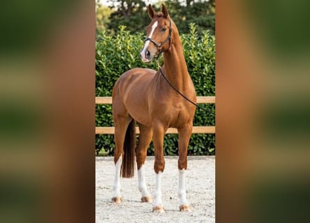 KWPN, Wallach, 7 Jahre, 170 cm, Fuchs