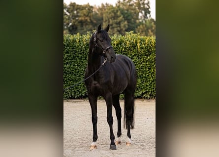 KWPN, Wallach, 7 Jahre, 170 cm, Rappe