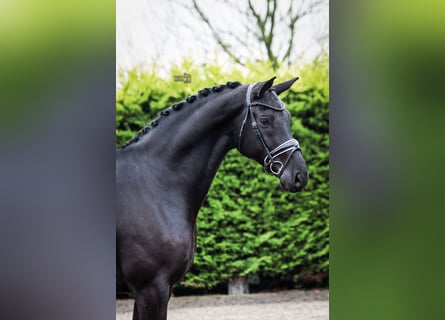 KWPN, Wallach, 7 Jahre, 171 cm, Rappe