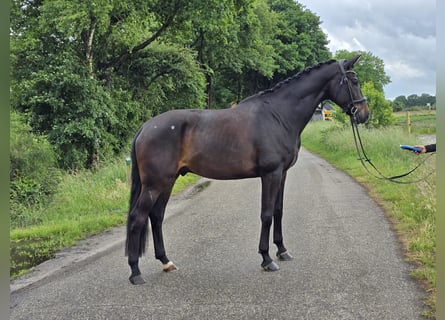 KWPN, Wallach, 7 Jahre, 172 cm, Dunkelbrauner