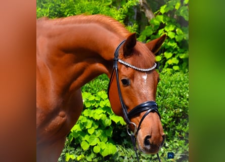 KWPN, Wallach, 7 Jahre, 172 cm, Fuchs