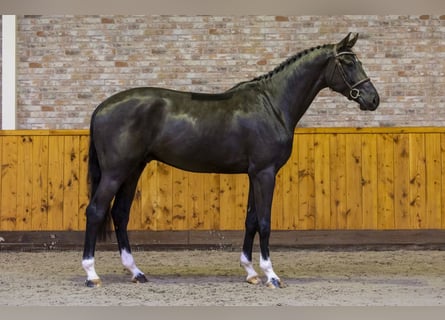 KWPN, Wallach, 7 Jahre, 172 cm, Rappe