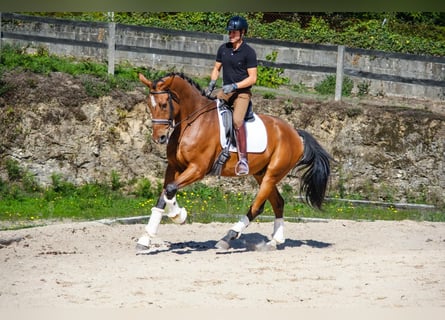 KWPN, Wallach, 7 Jahre, 173 cm, Dunkelbrauner