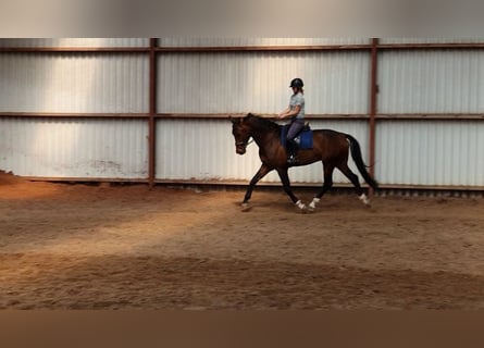 KWPN, Wallach, 7 Jahre, 175 cm, Brauner