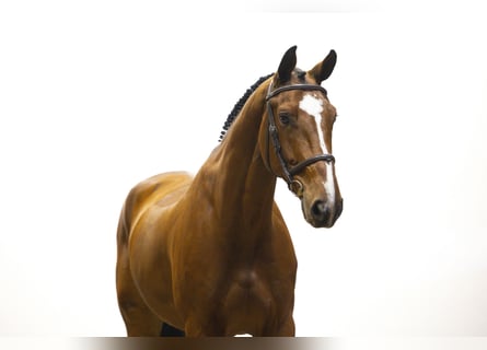 KWPN, Wallach, 7 Jahre, 175 cm, Brauner