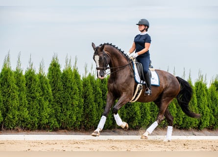 KWPN, Wallach, 7 Jahre, 175 cm, Dunkelbrauner