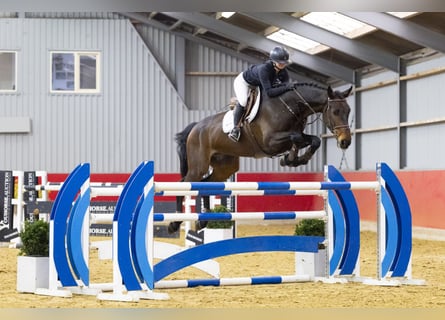 KWPN, Wallach, 7 Jahre, 175 cm, Dunkelbrauner