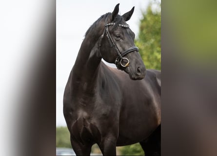 KWPN, Wallach, 7 Jahre, Rappe