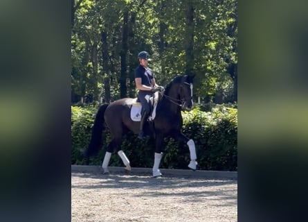 KWPN, Wallach, 8 Jahre, 167 cm, Rappe