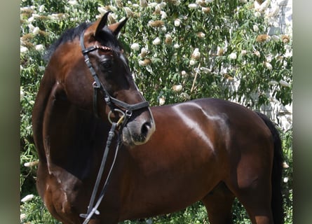 KWPN, Wallach, 8 Jahre, 168 cm, Dunkelbrauner