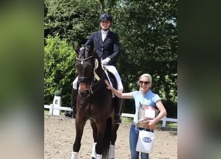 KWPN, Wallach, 8 Jahre, 170 cm, Brauner