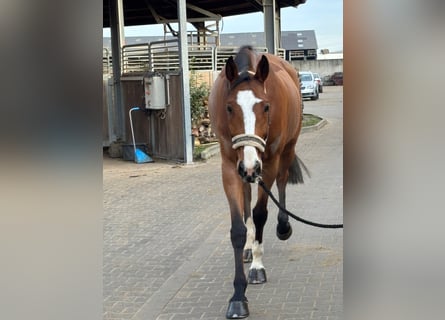 KWPN, Wallach, 8 Jahre, 170 cm, Brauner