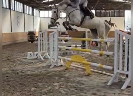 KWPN, Wallach, 8 Jahre, 170 cm, Schimmel