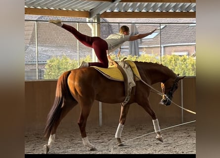 KWPN, Wallach, 8 Jahre, 178 cm, Fuchs