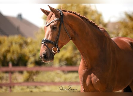 KWPN, Wallach, 8 Jahre, 182 cm, Fuchs