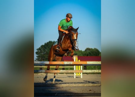 KWPN, Wallach, 8 Jahre, Dunkelfuchs