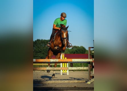 KWPN, Wallach, 8 Jahre, Dunkelfuchs