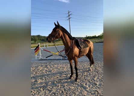 KWPN, Wallach, 9 Jahre, 167 cm, Brauner