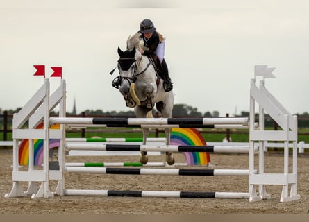 KWPN, Wallach, 9 Jahre, 168 cm, Blauschimmel