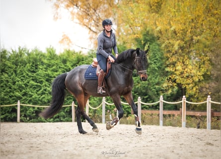 KWPN, Wallach, 9 Jahre, 168 cm, Brauner