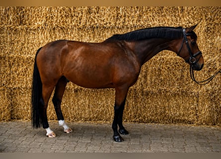 KWPN, Wallach, 9 Jahre, 168 cm, Dunkelbrauner