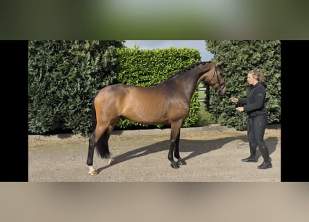KWPN, Wallach, 9 Jahre, 168 cm, Dunkelbrauner