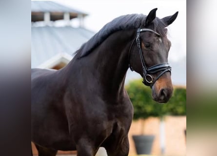 KWPN, Wallach, 9 Jahre, 170 cm, Brauner