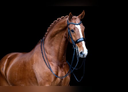 KWPN, Wallach, 9 Jahre, 170 cm, Fuchs