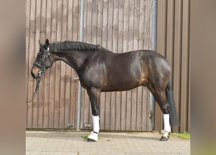 KWPN, Wallach, 9 Jahre, 171 cm, Dunkelbrauner