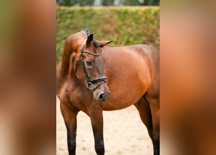 KWPN, Wallach, 9 Jahre, 172 cm, Brauner