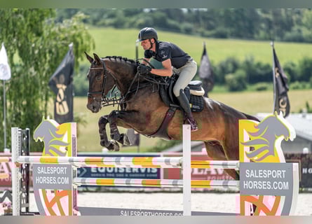 KWPN, Wallach, 9 Jahre, 172 cm, Rotbrauner