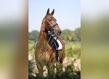 KWPN, Wallach, 9 Jahre, 174 cm, Dunkelfuchs