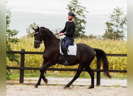 KWPN, Wallach, 9 Jahre, 174 cm, Rappe