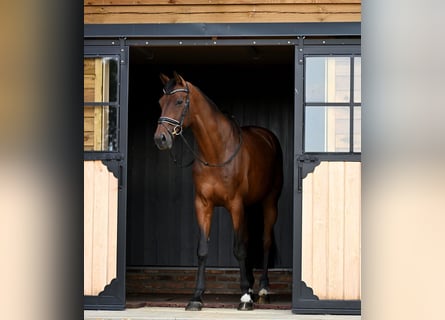 KWPN, Wallach, 9 Jahre, 175 cm, Brauner