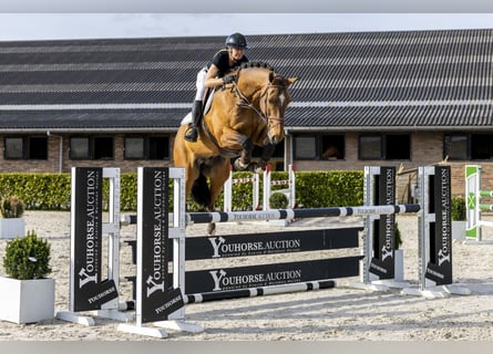 KWPN, Wallach, 9 Jahre, 176 cm