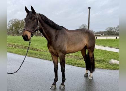 KWPN, Wallach, 9 Jahre, 180 cm, Brauner