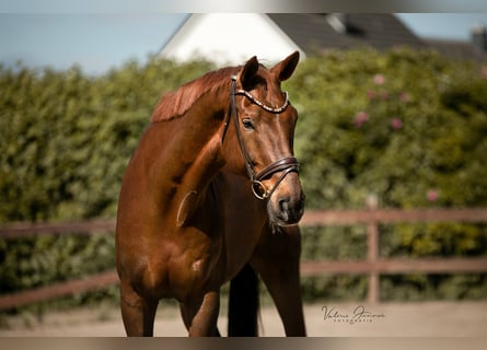 KWPN, Wallach, 9 Jahre, 184 cm, Fuchs