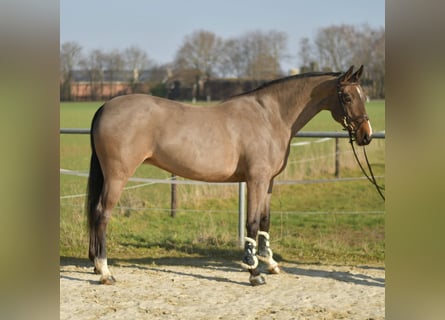 KWPN, Yegua, 10 años, 165 cm, Castaño