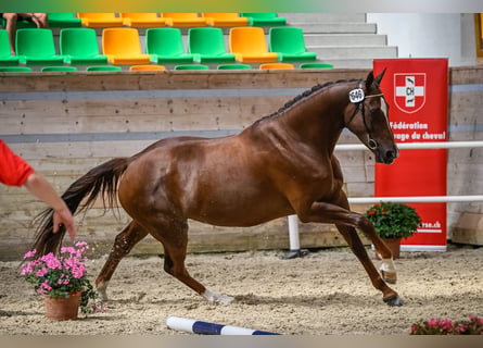 KWPN, Yegua, 10 años, 170 cm, Alazán-tostado