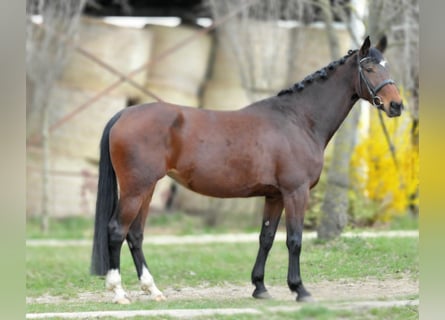 KWPN, Yegua, 10 años, 173 cm, Castaño