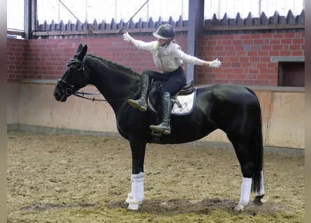 KWPN, Yegua, 11 años, 170 cm