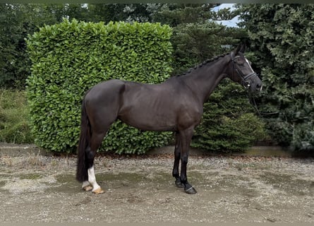 KWPN, Yegua, 11 años, 170 cm, Negro