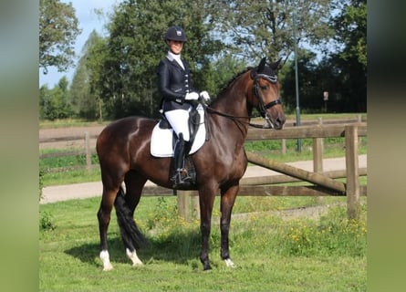 KWPN, Yegua, 14 años, 170 cm, Castaño oscuro