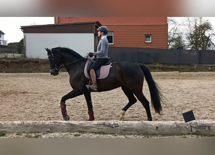 KWPN, Yegua, 16 años, 174 cm, Castaño oscuro