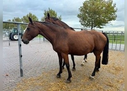 KWPN, Yegua, 16 años, Castaño