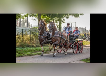 KWPN, Yegua, 17 años, 158 cm, Alazán