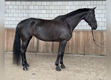 KWPN, Yegua, 17 años, 172 cm, Negro