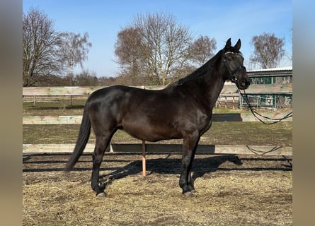 KWPN, Yegua, 17 años, 172 cm, Negro